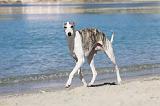 WHIPPET 195